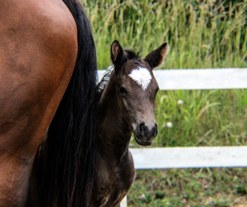 Colt Head e