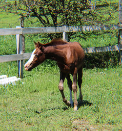 Hot Pepper Pop Front