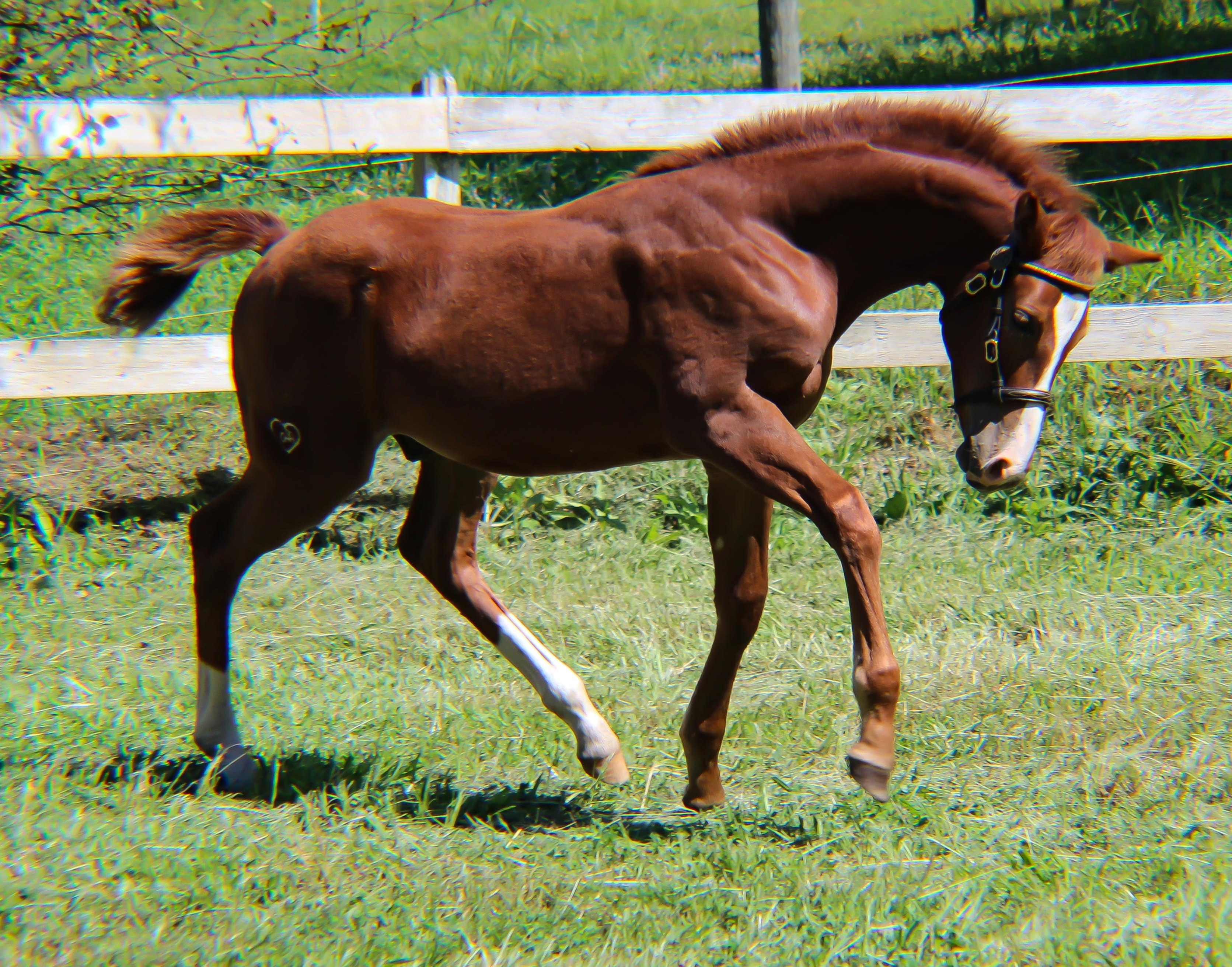 Woodberrys Hot Copper