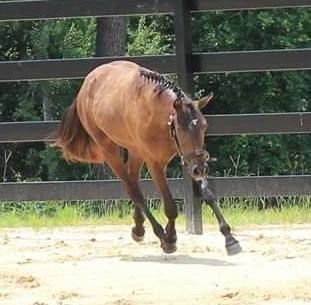 Thumbnail: Woodberrys Haute Choklet