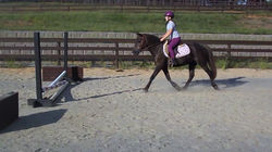 Reesey Trot Crossrail