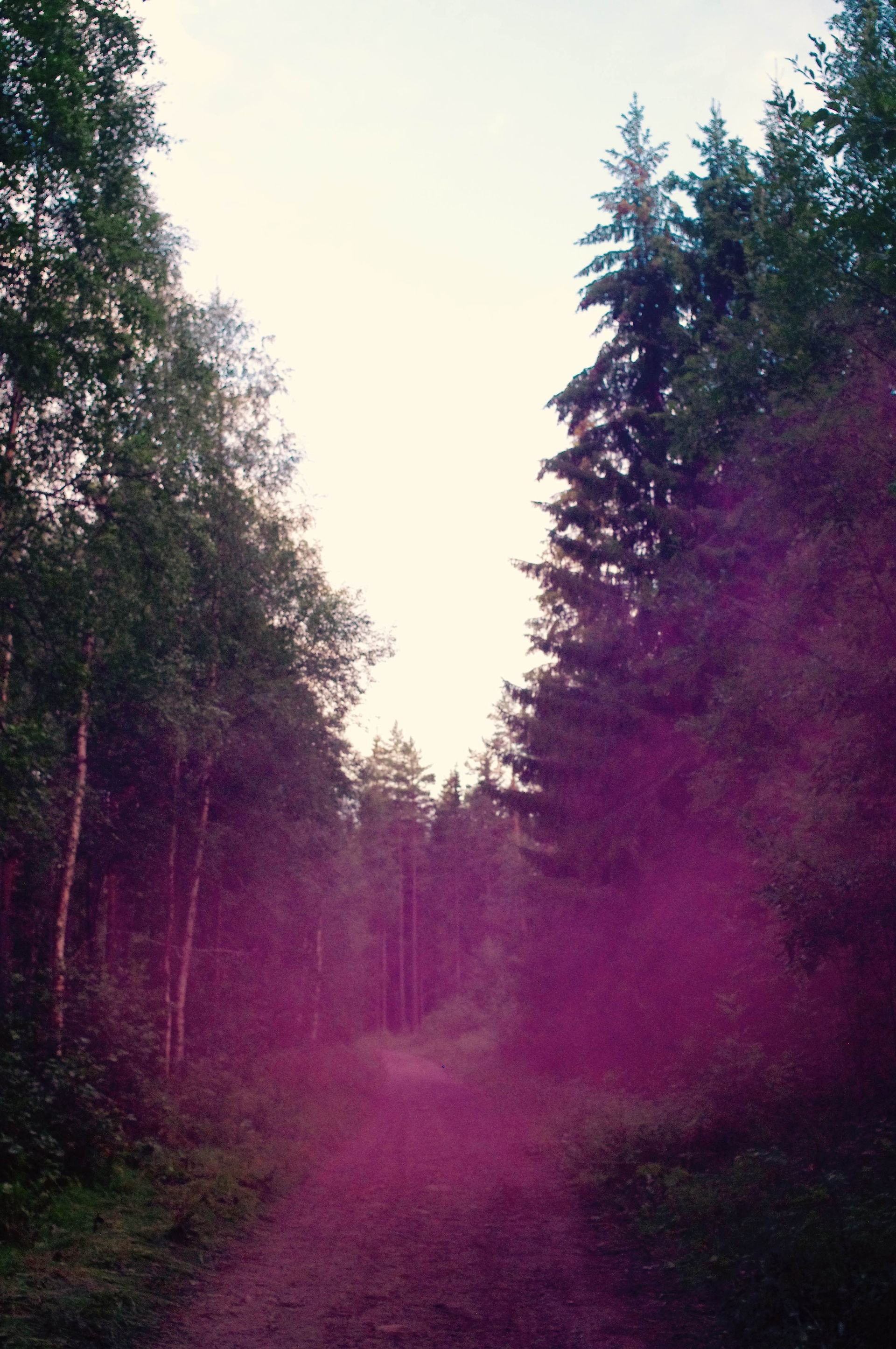 Wild forest 2