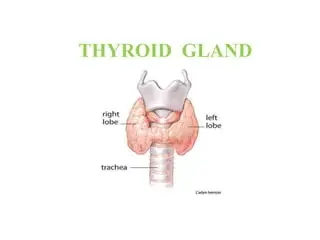 Hypothyroidism (Hashimoto's Disease) & My Experience