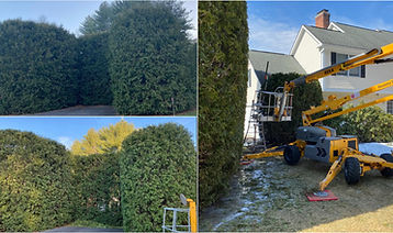 An aerial lift setup next to a large arborvitae hedge.