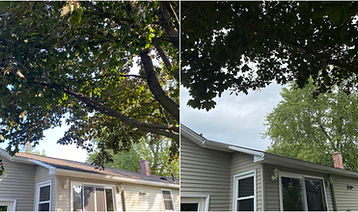 A tree near a house that was pruned by an arborist service.
