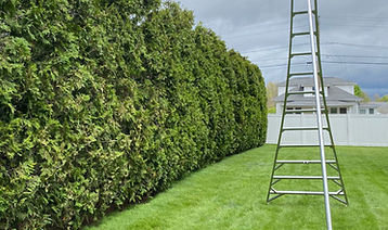 An orchard ladder next to a hedge.