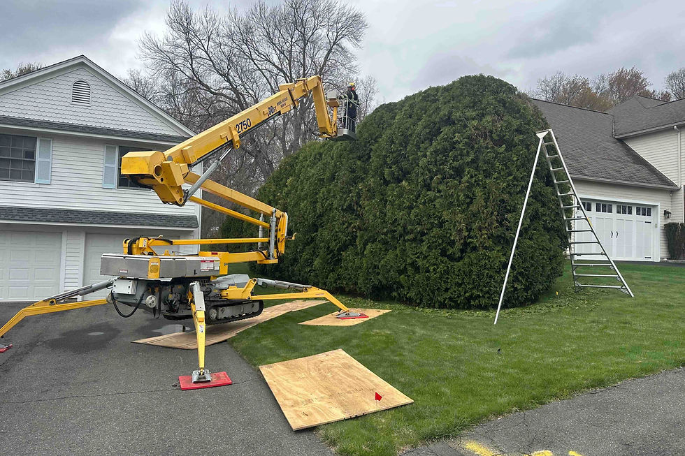 Hedge trimming in Ludlow, Massachusetts.