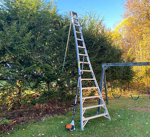 An orchard ladder and hedge trimmer near a row of hedge trees.