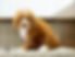 F1B Cavapoo
