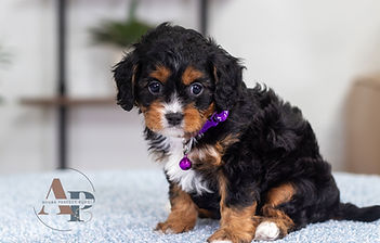 F1 Cavapoo