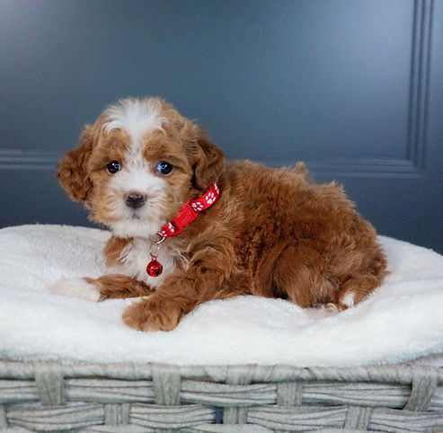 F1B Cavapoo