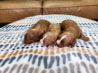 Cambria's girls - cavapoo.jpg