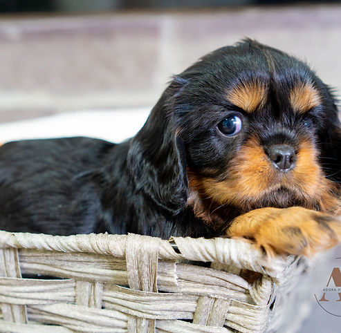 Cavalier King Charles Spaniel