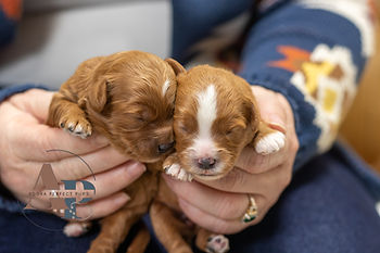 Cambria's girls - cavapoo.jpg