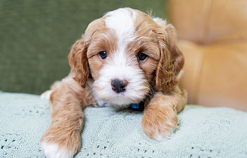 F1B Cavapoo