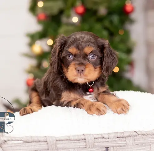 Cavalier King Charles Spaniel