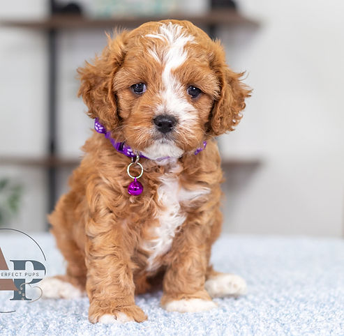 F1 Cavapoo