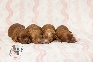 Cambria's girls - cavapoo.jpg