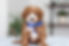 F1B Cavapoo