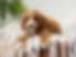 F1 Cavapoo