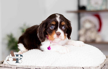 Cavalier King Charles Spaniel