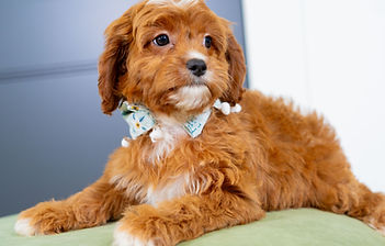 F1 Cavapoo
