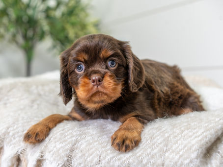Chocolate Cavalier King Charles Spaniel laying on a blanket.
