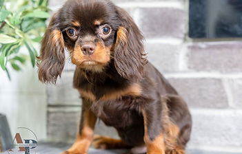 Cavalier King Charles Spaniel