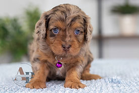F1 Cavapoo
