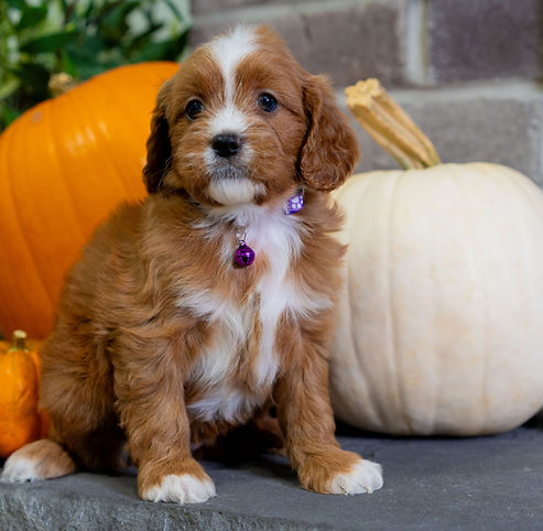 F1 Cavapoo