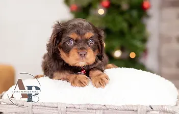 Cavalier King Charles Spaniel