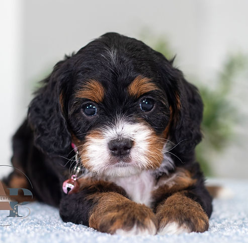F1 Cavapoo