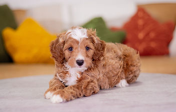 F1B Cavapoo