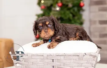 Cavalier King Charles Spaniel