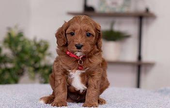 F1B Cavapoo
