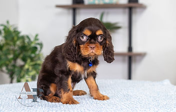 Cavalier King Charles Spaniel