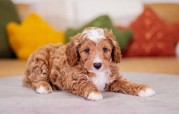 F1B Cavapoo
