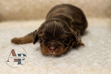 Cambria's boys - cavapoo.jpg