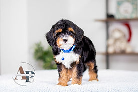 F1 Cavapoo