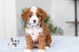 F1B Cavapoo