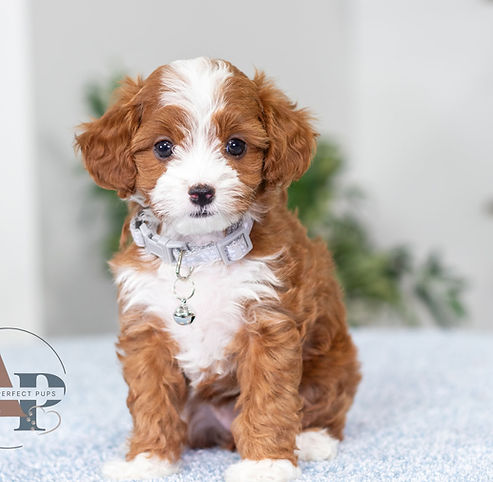 F1B Cavapoo