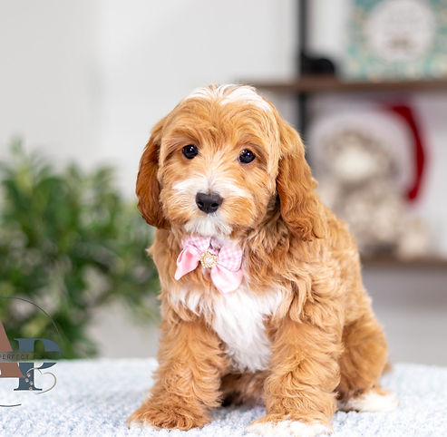 F1B Cavapoo