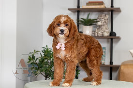 F1 Cavapoo