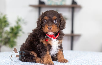 F1 Cavapoo