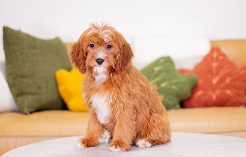 F1 Cavapoo