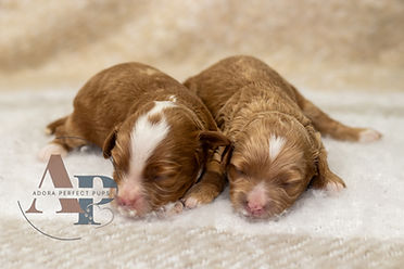 Cambria's girls - cavapoo.jpg