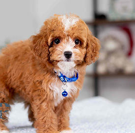 F1B Cavapoo