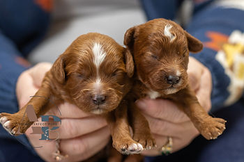 Cambria's boys - cavapoo.jpg