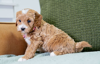 F1B Cavapoo
