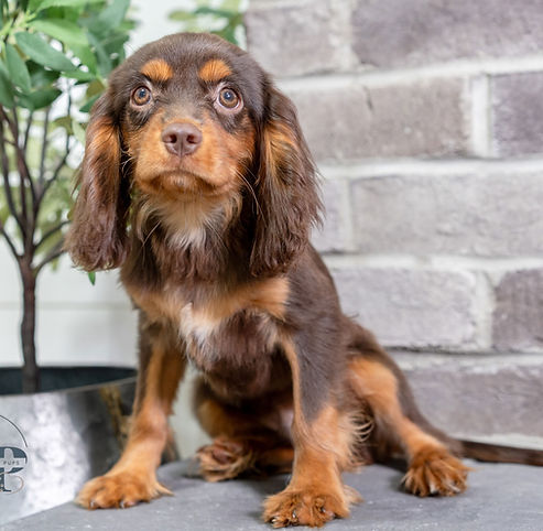 Cavalier King Charles Spaniel
